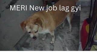 POLU US DIN SE BOHOT JADA DAR GEYA HAI  OR US DIN SE MERI NEW DUTY SHURU HO GYI HAI😆🐕💯✅youtube [upl. by Marlon]