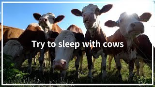 6hrs Cow videos ver2 🐮🐄 Cows mooing amp grazing in a field 🌿 Nature sounds amp white noise🌾 Relaxing🍂 [upl. by Sitarski801]