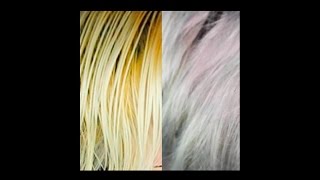 YELLOW TO SILVERGREY HAIR  Madison Frances [upl. by Dulce]