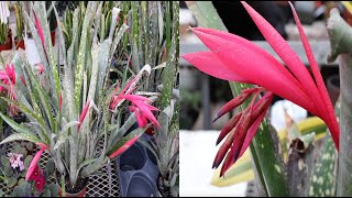 Bromeliad Care and Bloom Guide [upl. by Renat623]