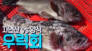 자연산우럭vs양식우럭 회뜨기 자연산이 메리트가 있을까 How to fillet a rockfish  mukbang [upl. by Jann396]