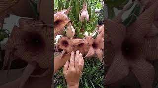 Stapelia gigantea succulent flowers plants trending garden [upl. by Gnal]