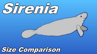 Sirenia Size Comparison  Manatee Dugong Stellers sea cow [upl. by Beaufort]