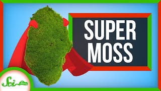 The Hidden Superpowers of Moss [upl. by Wilden]