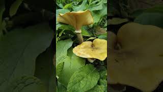 Mushrooms in my garden [upl. by Brade]