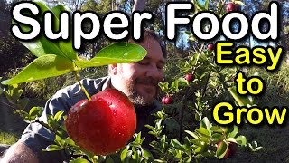 Try Growing Barbados Cherry for Hot Climates low chill Howto Superfood [upl. by Clawson]