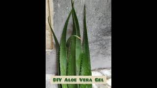 Preserve Aloe Vera Gel at Home [upl. by Marcelo87]