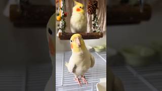 Adorable Cockatiel Pete serenading Cookie Song 🎶🦜 cockatielscraze birdsinging [upl. by Anaiq]