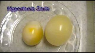 Egg Osmosis Hypertonic vs Hypotonic Solution [upl. by Dinsmore]