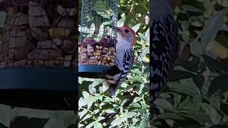 Redbellied Woodpecker wildlifebirding shorts nature Woodpecker [upl. by Wera]