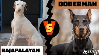 ராஜபாளையம் or Doberman pinscher which is best   Comparison  தமிழ் [upl. by Gabe]