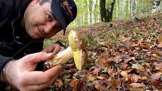 Esplorando i Funghi Porcini in calabria  Consigli Dal Bosco alla Tavola [upl. by Hansen725]