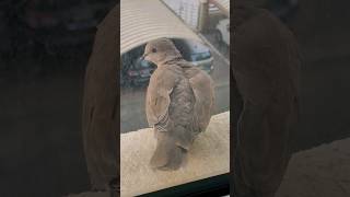 Closer look collared dove [upl. by Yspyg]