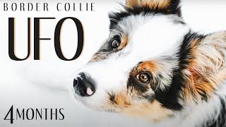 UFO ♥ border collie 4 months [upl. by Eirac603]