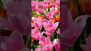 Beautiful Tulip Flower Garden Tour Flowers [upl. by Imak]