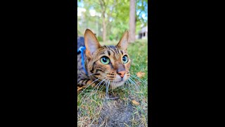 Cats dilate their pupils fully when preparing to hunt despite steady levels of light [upl. by Chase]