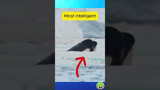 How the Orca uses its intelligent wildlife animals viralshorts orca [upl. by Assilanna]