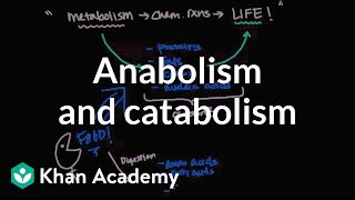 Overview of metabolism Anabolism and catabolism  Biomolecules  MCAT  Khan Academy [upl. by Boiney]