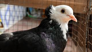 FANCY PIGEON BREED SATINETTE PIGEON [upl. by Westphal]