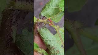 Tiny flowers of unidentified species  Boehmeria [upl. by Raveaux]