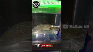 axolotl salamander shortvideo fishing aquarium fish aquarium satharkn [upl. by Lebna65]