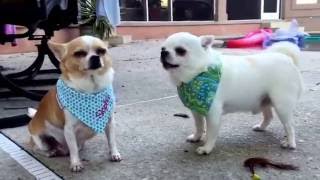 Chihuahuas acting like an old married couple [upl. by Weintrob760]