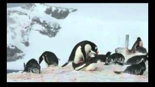 Gentoo Penguins Mating [upl. by Anoet]