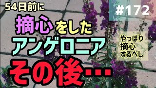 172 54日前に摘心をしたアンゲロニア😊その後…どんな感じ育ったのか？お伝えします✋ [upl. by Notwen]