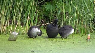 Coots Preening 20240526 [upl. by Bannasch40]