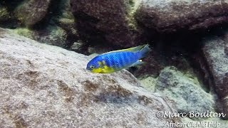 Mara Rocks Lake Malawi  African Cichlids  HD Underwater Footage [upl. by Akenaj]