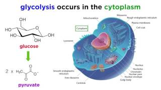 Cellular Respiration Part 1 Glycolysis [upl. by Joon728]