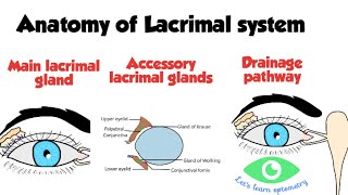 Lacrimal drainage system anatomy [upl. by Mcgaw168]