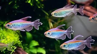 The Congo Tetra A Shimmering Jewel of the Aquarium [upl. by Ellswerth]