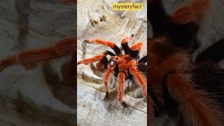 The Giant Goliath Birdeater Worlds Largest Spider Revealedquotshortsspidermystery fact [upl. by Sankey]