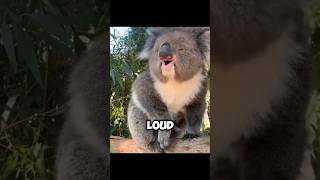 The Stunning Sound Of Koala  A Very Loud Song 😨 [upl. by Annawot]