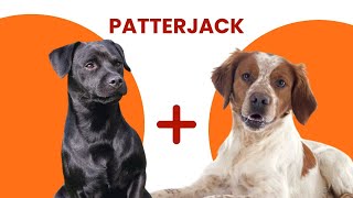 Patterdale Terrier Jack Russell Terrier Mix AKA Patterjack [upl. by Ynahirb509]