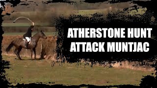 Atherstone Hunt hounds attack muntjac [upl. by Ahseret362]