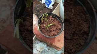 Planting coriander roots easy fast growth [upl. by Hairym856]