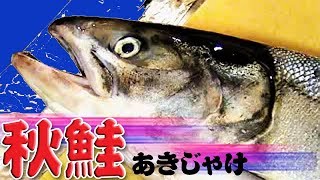 秋鮭（白鮭）のさばき方（Chum salmon）三枚おろし【サーモンクリームパスタ】 [upl. by Herahab]