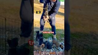 ❌❌❌Puppy training dog malinois dogtraining k9 [upl. by Geoffrey]