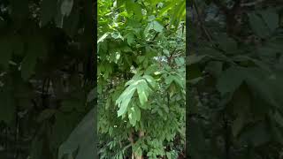 Wrightia tinctoria a medicinal tree of Odisha used [upl. by Kalindi]