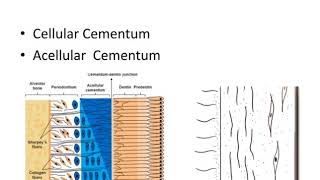 Dental anatomy Cementum [upl. by Coit398]