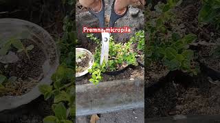 Morning prune premna microphila mini bonsai guide bonsai bonsaitree guidebonsai [upl. by Michaelina]