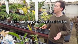 The Ultimate Nepenthes Basal Guide [upl. by Malia508]