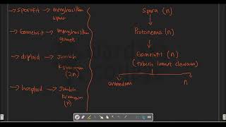 Metagenesis Tumbuhan Lumut [upl. by Mainis]