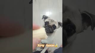 собака забавные животные собаки pug мопс [upl. by Yma]