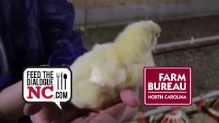 Raising Broilers Instead of Tobacco [upl. by Freedman]