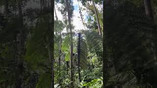 El Yunque Rainforest Puerto Rico travel puertorico [upl. by Brucie]