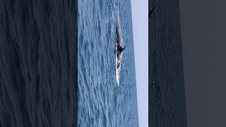 whale fish video real fish video shorts short [upl. by Muiram697]