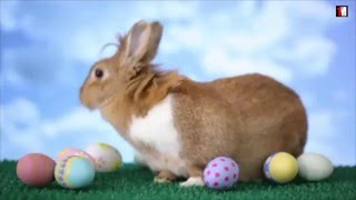 Easter Why We Celebrate Jesus’ Resurrection With Eggs And Bunnies  1MinuteDoc [upl. by Naeerb]